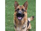 Adopt A684986 a German Shepherd Dog