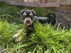 Adopt FANBOY a Pit Bull Terrier