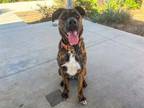 Adopt J D a Mastiff, Mixed Breed