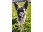 Adopt RAMSEY a German Shepherd Dog