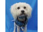 Adopt TOMMY a Poodle, Mixed Breed