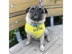 Adopt LOUIE a Pug