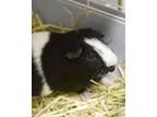 Adopt Burt a Guinea Pig