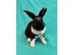 Adopt JUSTIN* a Bunny Rabbit