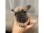 French Bulldog Puppy for sale in Jacksonville, FL, USA