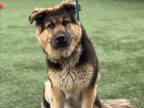 Adopt GRIZZLY a German Shepherd Dog, Anatolian Shepherd