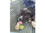 Adopt POE a Pit Bull Terrier, Mixed Breed