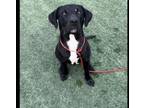 Adopt OREO a Labrador Retriever