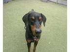 Adopt LUCKIE a Doberman Pinscher