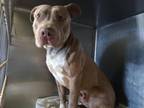 Adopt A2131091 a Pit Bull Terrier