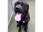 Adopt HOLLYWOOD a Mastiff