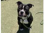 Adopt PLUTO a Pit Bull Terrier