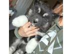 Siberian Husky Puppy for sale in West Baldwin, ME, USA