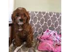 Cavapoo Puppy for sale in Narvon, PA, USA