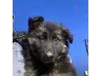 German Shepherd Dog Puppy for sale in Martinsburg, MO, USA