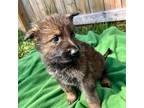 German Shepherd Dog Puppy for sale in Hermann, MO, USA