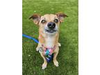 Adopt Snoopy a Mixed Breed