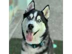 Adopt Elvis a Siberian Husky