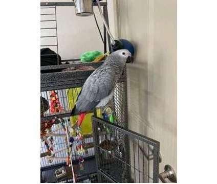 SEA 2 African Grey Parrots Birds is a Grey Arts &amp; Crafts for Sale in Gillette WY