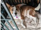 Adopt Rolly a Collie