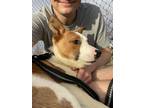 Adopt Rolly a Collie