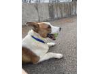 Adopt Rolly a Collie