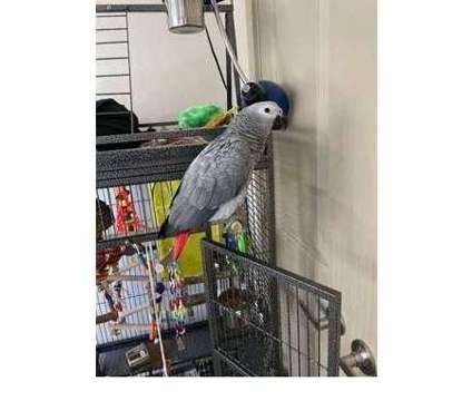 IUA 2 African Grey Parrots Birds is a Grey Arts &amp; Crafts for Sale in Janesville WI