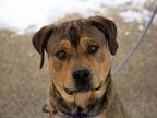 Adopt COBURN a Rottweiler, Mastiff