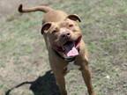 Adopt CHAD a Pit Bull Terrier