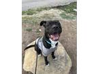 Adopt Pluto a Pit Bull Terrier, Mixed Breed