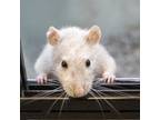 Adopt Science a Rat
