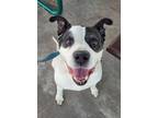 Adopt Bo a Pit Bull Terrier