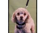 Adopt ANDY a Miniature Poodle