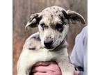 Adopt CT Parish a Catahoula Leopard Dog, Husky