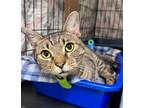 Adopt Sam, Jenkintown PS (FCID# 03/19/2024-903) a Tabby