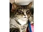 Adopt Cruz (FCID# 03/21/2024 0 46 Trainer) a Tabby