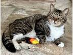 Adopt Springer (FCID# 03/21/2024 - 62 Trainer) a Tabby, Tuxedo