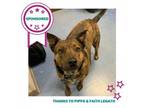 Adopt Ocean a Mixed Breed