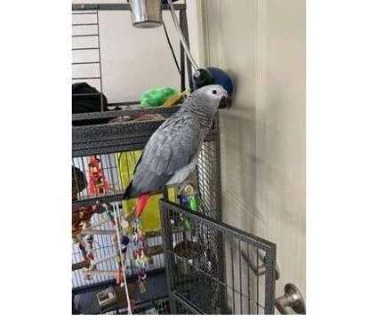 CUI 2 African Grey Parrots Birds is a Grey Arts &amp; Crafts for Sale in Fairmont WV