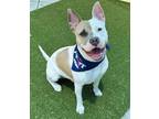 Adopt ETHAN a American Staffordshire Terrier