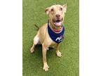 Adopt SILVIO a American Staffordshire Terrier, Mixed Breed