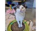 Adopt Herb a Domestic Short Hair