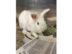 Adopt MARINER a Bunny Rabbit