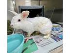 Adopt DODGER a Bunny Rabbit