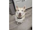 Adopt JoJo a Siberian Husky