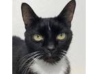 Adopt Bucket a Domestic Short Hair