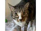 Adopt Ned a Domestic Short Hair
