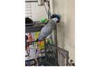 XAA 2 African Grey Parrots Birds