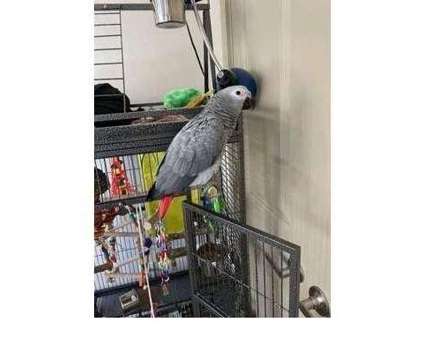 XAA 2 African Grey Parrots Birds is a Grey Arts &amp; Crafts for Sale in Lynchburg VA