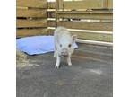 Adopt Frankie a Pig